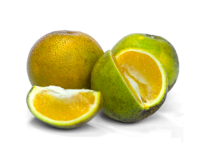 Naranja común